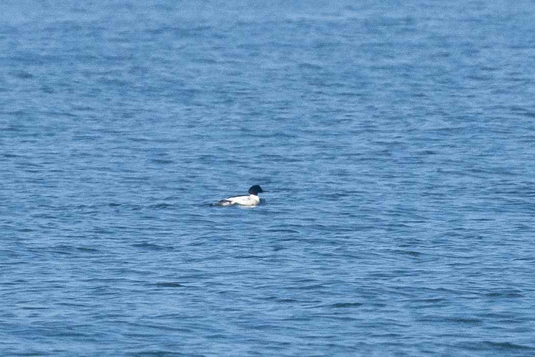 Common Merganser